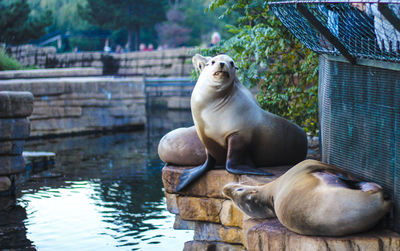 View of an animal relaxing on lake at zoo