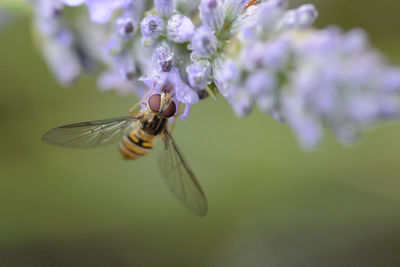 Close-up of bee on purple flower