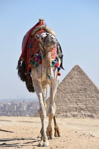 Camel in front of giza pyramid against clear sky