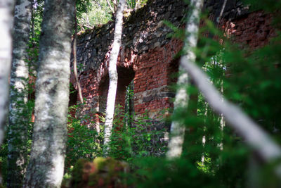 Low angle view of trees in forest