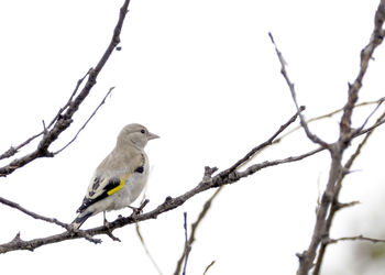 Low angle view of bird perching on twig against clear sky