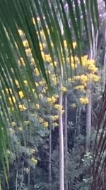 Close-up of plants growing outdoors