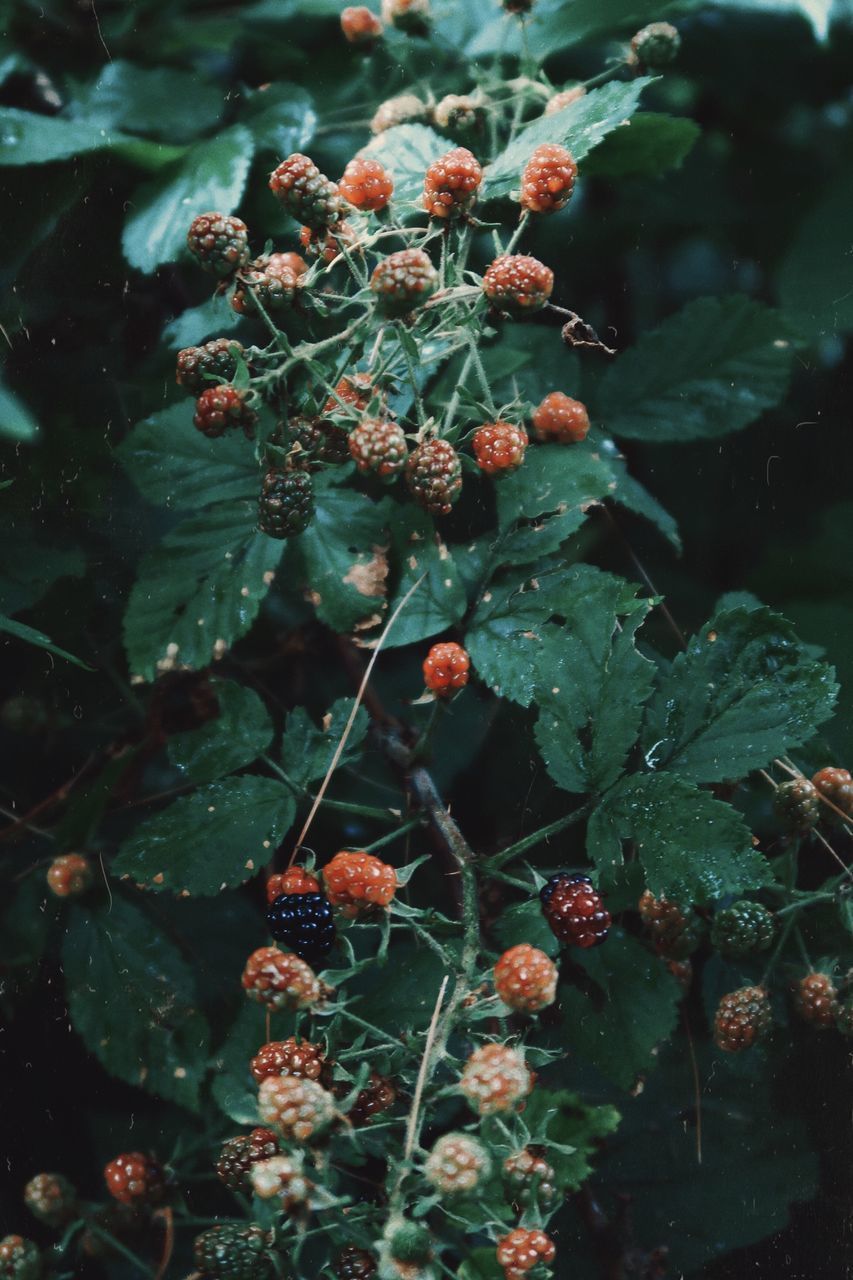 CLOSE-UP OF BERRY PLANT