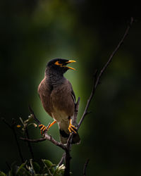 Close-up of bird perching on branch