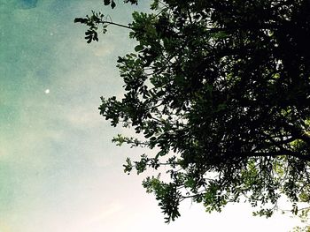 Low angle view of tree against sky