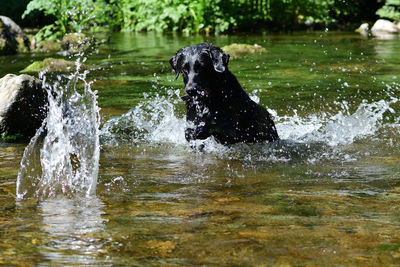 Portrait of a black labrador retriever playing in a river 