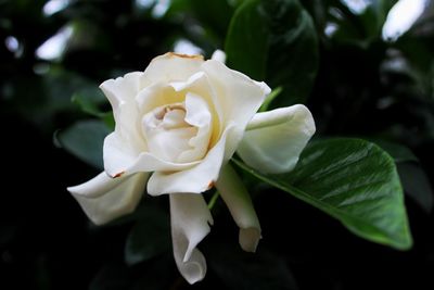 Close-up of white flower blooming outdoors
