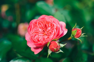 Close-up of pink rose