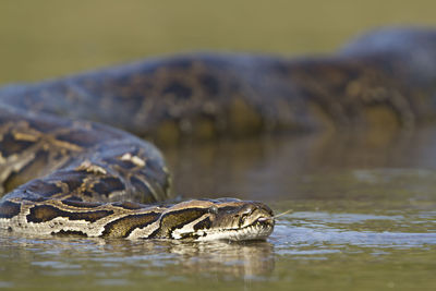 Close-up of turtle swimming in lake
