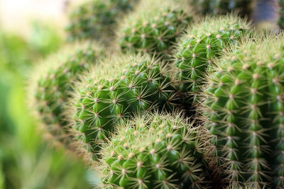 Close-up of cactus