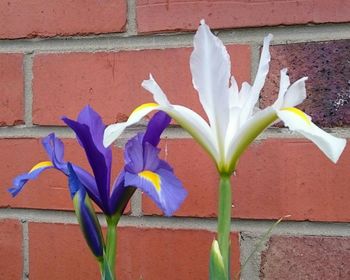 Close-up of flowering plant against wall