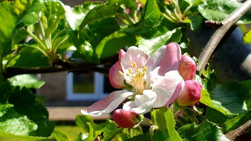 Close-up of pink flowering plant