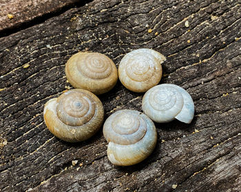 Close-up of snail on wood