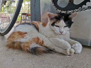 Portrait of cat relaxing outdoors