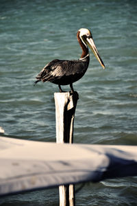 Bird perching on wooden post in sea