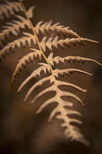 Close-up of dry leaf