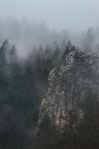 View of tree on rock against sky