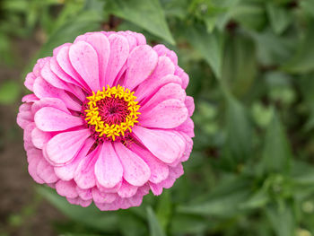 Close-up of pink flower