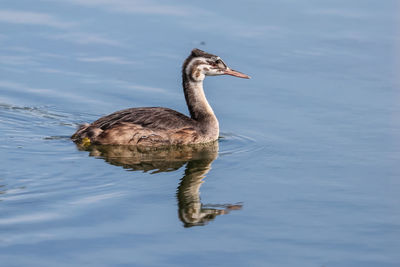 Bird swimming on lake