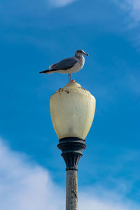 Low angle view of bird perching on street light against blue sky