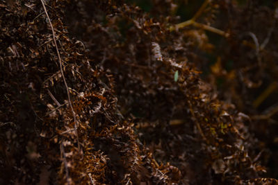 Close-up of plants in forest