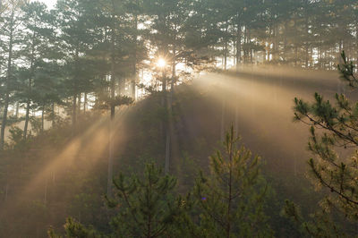 Sunlight streaming through trees in forest