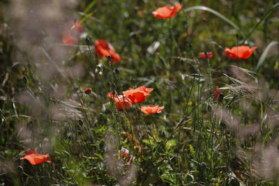 Close-up of red poppy flowers on field