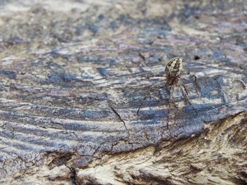 Close-up of lizard