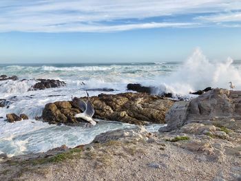 Seagull on rock in sea against sky