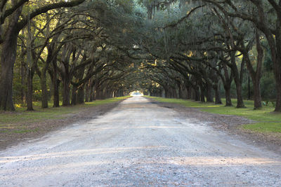 Road amidst trees in forest