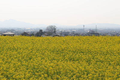 Scenic view of field against yellow sky