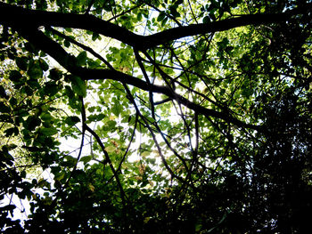 Low angle view of trees