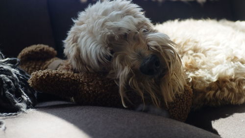 Close-up of dog relaxing at home