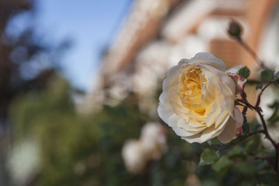 Close-up of white rose