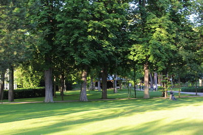 Trees in park