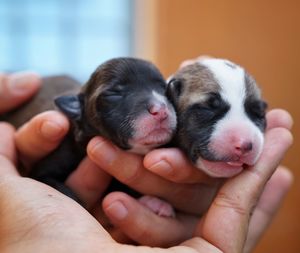 Close-up of hand touching puppies