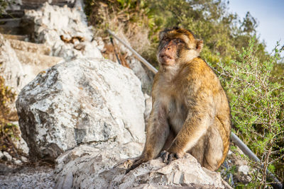 Lion sitting on rock