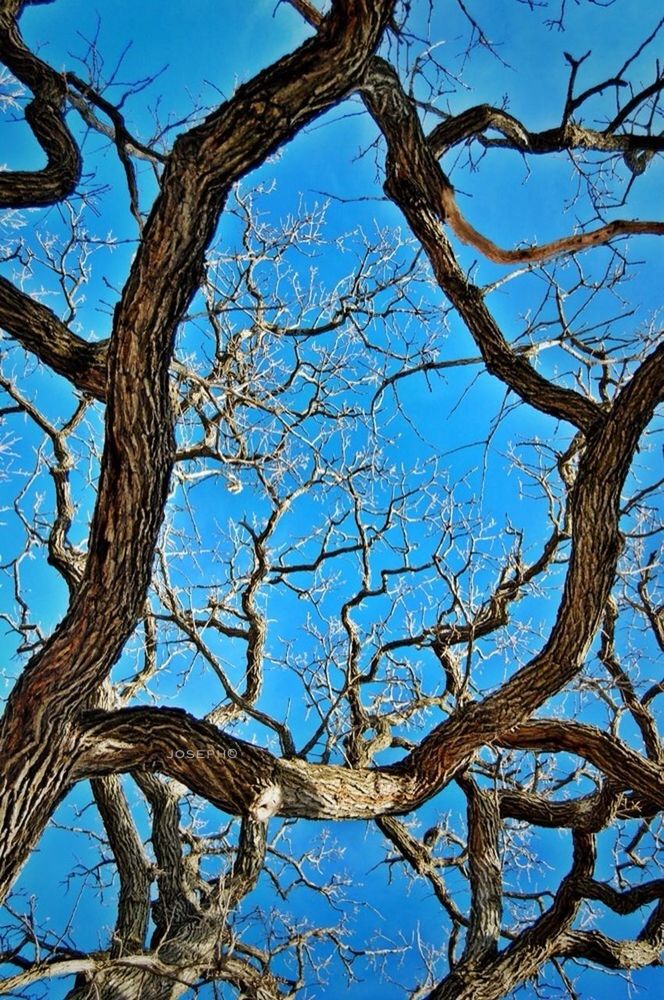 low angle view, bare tree, branch, tree, blue, clear sky, sky, nature, tree trunk, day, tranquility, outdoors, beauty in nature, no people, growth, sunlight, dead plant, scenics, bird, dried plant