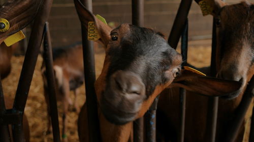 Close-up of goats in pen