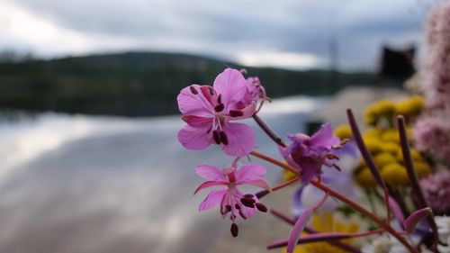 Close-up of pink flowers blooming outdoors