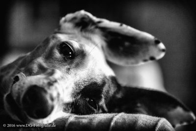 Close-up of dog looking away