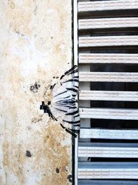 Close-up of butterfly on the window