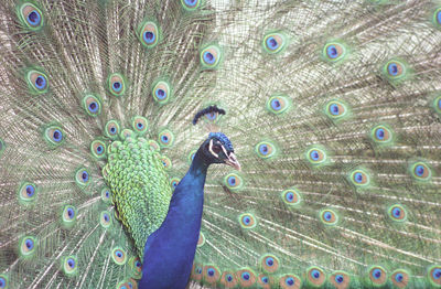 Close-up of peacock with fanned out feathers