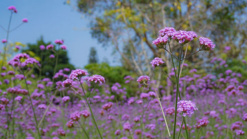 Close-up of pink flowering plants