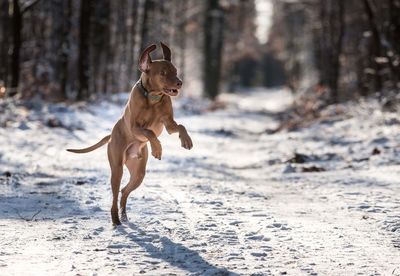 Weimaraner running snow field