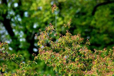 Close-up of flowering plant