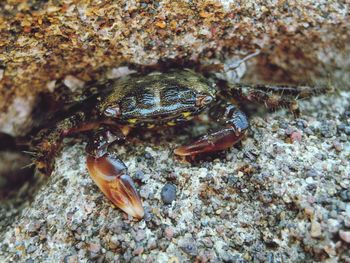 Close-up of crab on beach