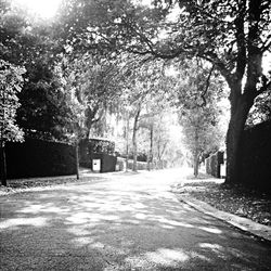 Empty road along trees