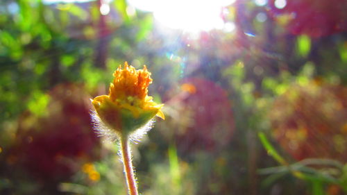 Close-up of yellow flowers blooming