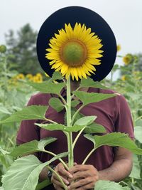 Close-up of sunflower on plant